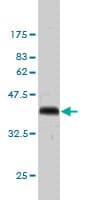Anti-Geminin antibody [1A8](AB104306)