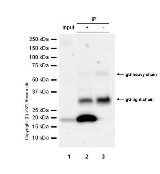 Bfl 1 Grs Antibody Epr24587 176 Bsa And Azide Free Ab287162  Immunoprecipitation Img175361