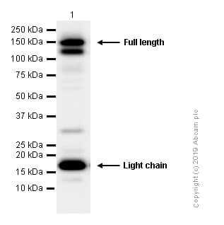 Anti-Integrin alpha 5 antibody [EPR7854] - Low endotoxin, Azide free(AB221606)