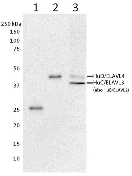 Anti-HuB+HuC+HuD antibody [16A11C1D4](AB176106)