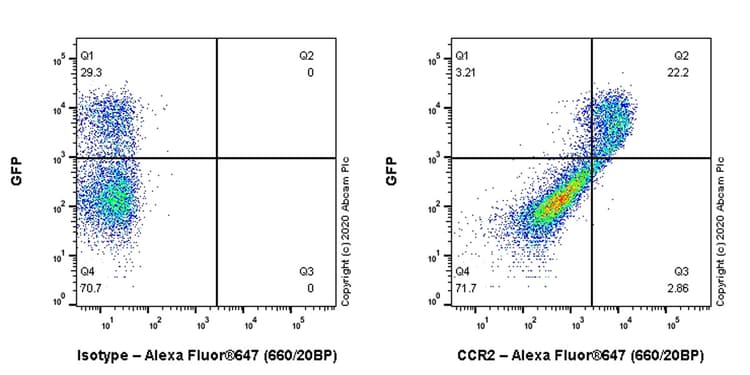 Anti-CCR2 antibody [EPR20844-15](AB273050)