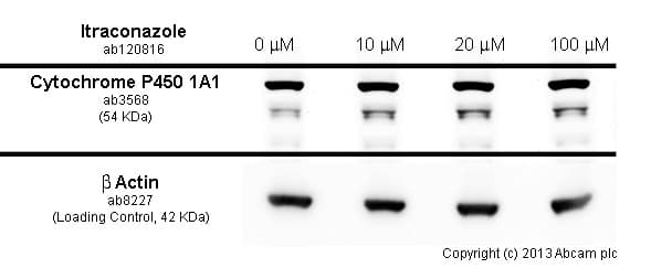 Itraconazole, Cytochrome p450 inhibitor(AB120816)