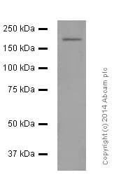Anti-NMDAR2A antibody [EPR2465(2)](AB124913)