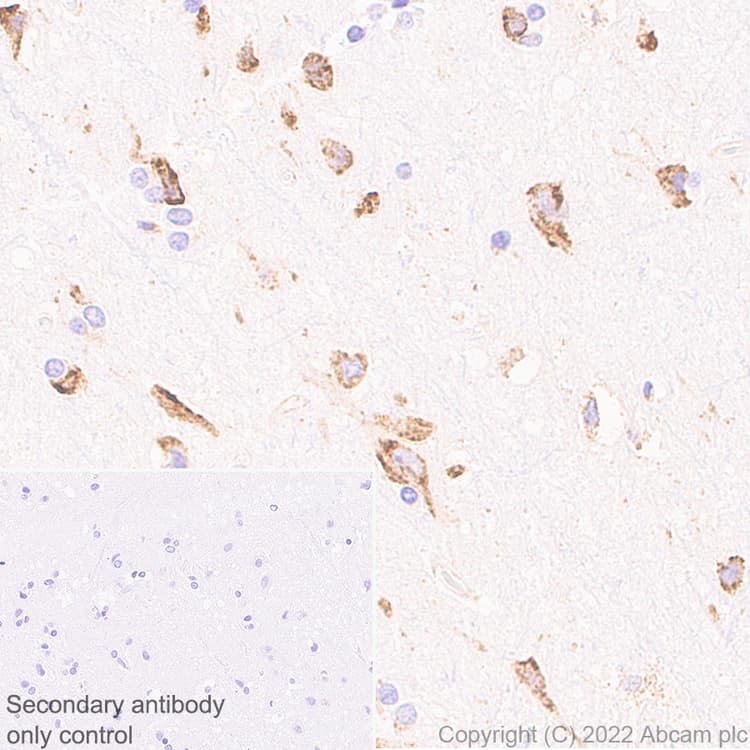 Anti-CKAP4 antibody [EPR25713-62] (BSA and Azide free)(AB302540)