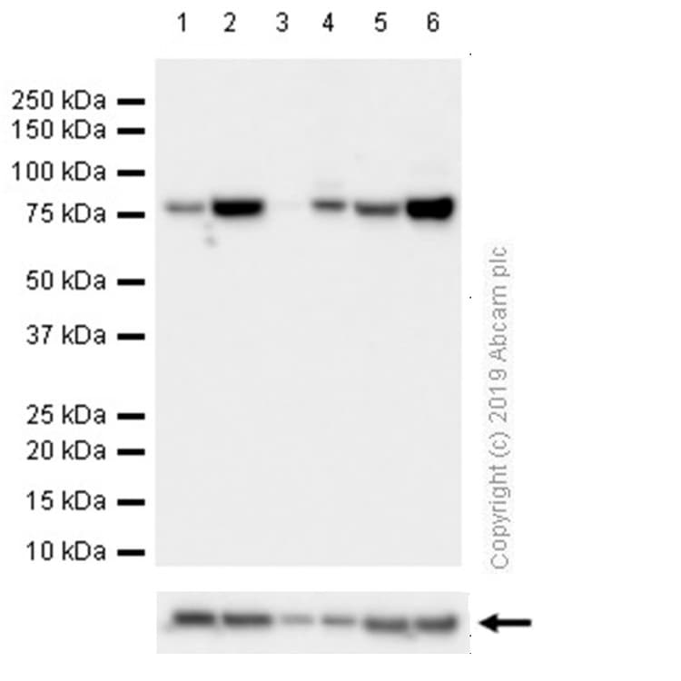 Anti-GRP78 BiP antibody [EPR4041(2)] - BSA and Azide free(AB236050)