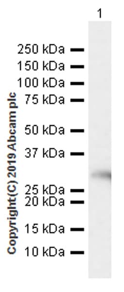Rpa32 Rpa2 Antibody Epr22950 81 Ab240637  Western Blot Img51041