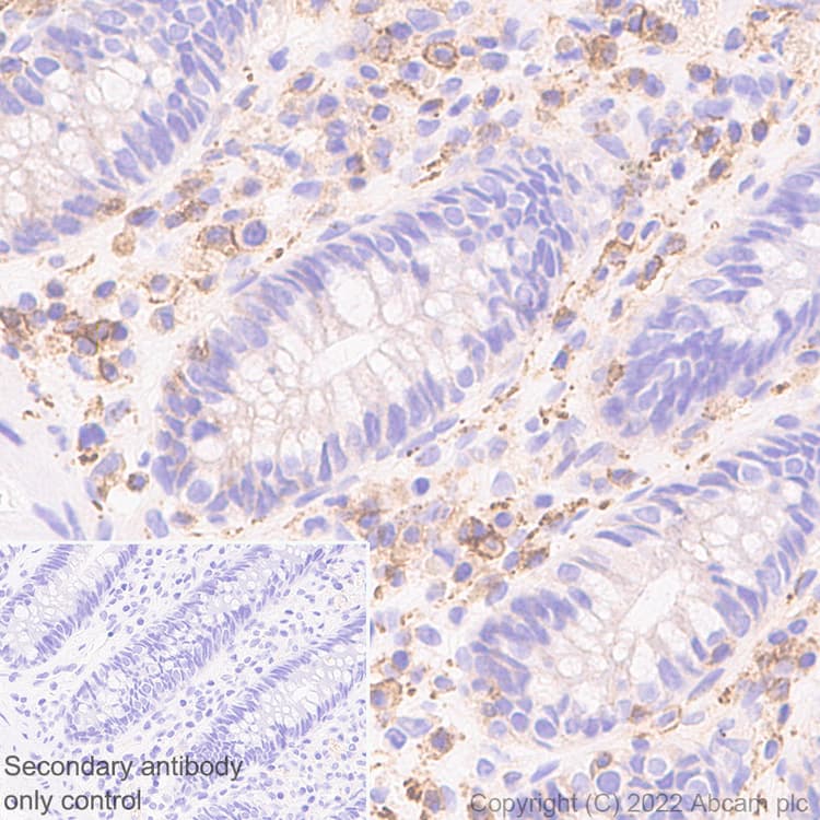Semaphorin 4d Cd100 Antibody 30 Cd100 Ab307685  Immunohistochemistry Formalin Pfa Fixed Paraffin Embedded Sections Img408442