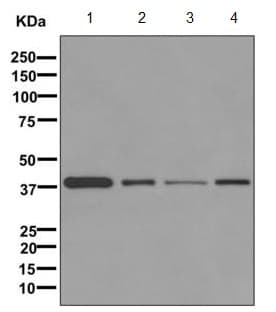 Gnai3 Antibody Epr11894 Bsa And Azide Free Ab249765  Western Blot Img125617