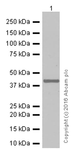 Anti-TTF1/Nkx2-1 antibody [EP1584Y](AB76013)