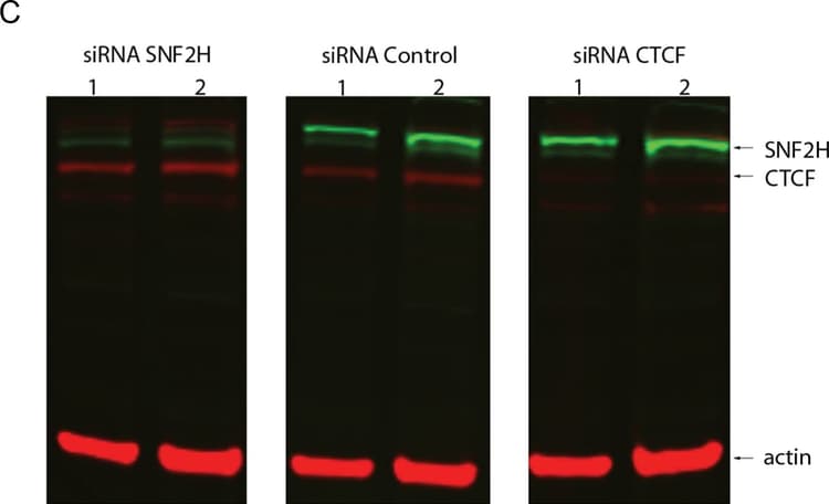 Anti-CTCF antibody [mAbcam 37477](AB37477)