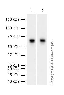 Anti-Estrogen Receptor alpha antibody [E115] - ChIP Grade(ab32063)