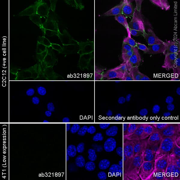 Anti-N Cadherin antibody [EPR29626-10](AB321897)