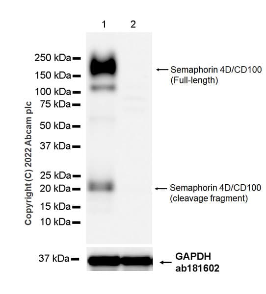 Semaphorin 4d Cd100 Antibody 30 Cd100 Ab307685  Western Blot Img408435
