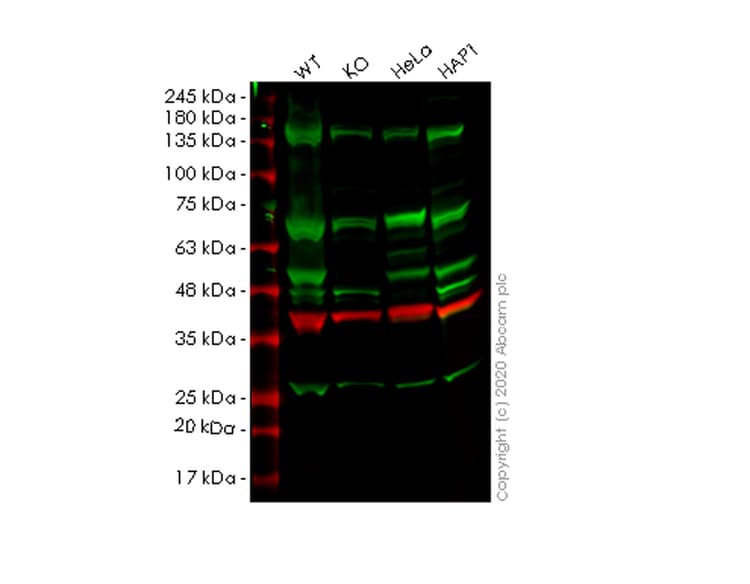 Ilkap Antibody Epr16145 Ab196013  Western Blot Img5042