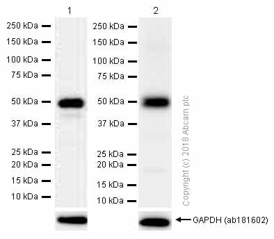 Cyp2c19 Antibody Epr6576 Ab137015  Western Blot Img123712