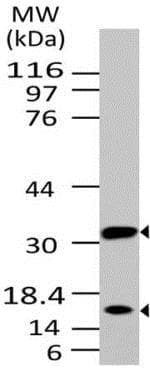 Caspase 3 Antibody Abm1c12 Ab208161  Western Blot Img95225