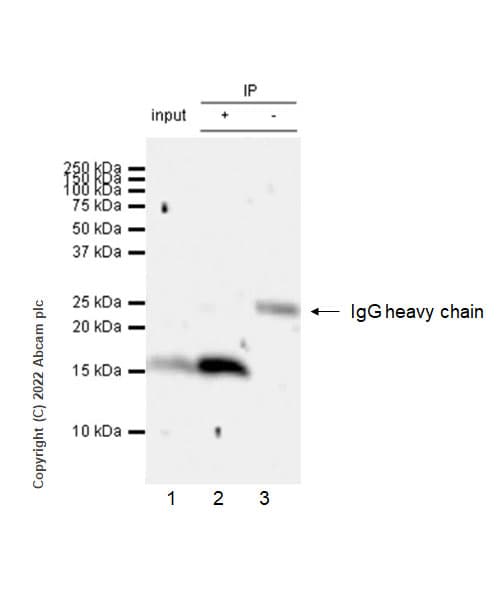 Anti-Calcineurin B/PPP3R1 antibody [EPR24992-18](AB303482)