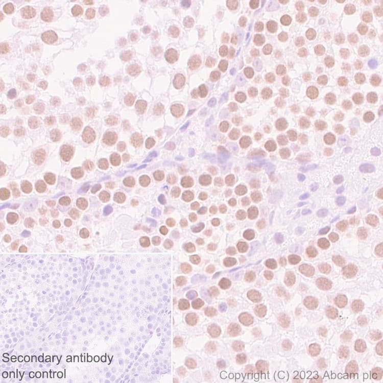 Anti-DOM3Z antibody [EPR27511-140] - BSA and Azide free(AB314125)
