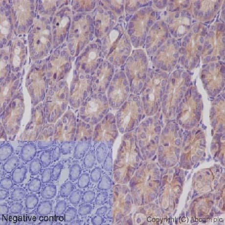 Anti-IKK gamma/NEMO antibody [EPR16629] - BSA and Azide free(AB230832)