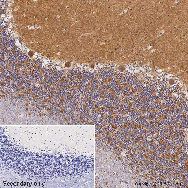 Anti-VEGFA antibody [VG-1](AB1316)