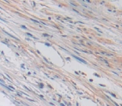 Trpv3 Antibody Ab231150  Immunohistochemistry Formalin Pfa Fixed Paraffin Embedded Sections Img133608