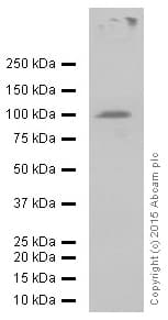 Goat Anti-Rabbit IgG H&L (HRP)(AB97051)