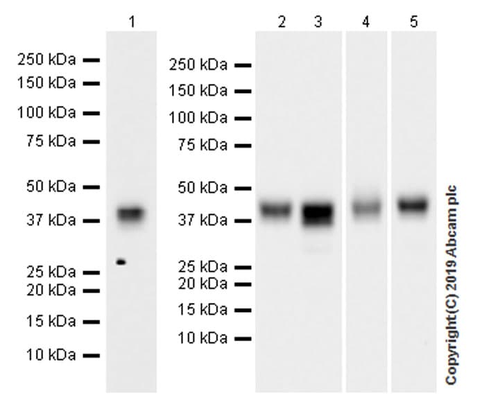 Anti-Bmi1 antibody [EPR22604-160] - ChIP Grade(ab254253)