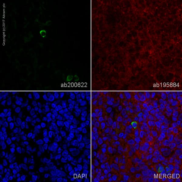Rabbit Monoclonal H26 10 Human Igg1 H L Alexa Fluor 488 Ab200622  Immunohistochemistry Frozen Sections Img69235