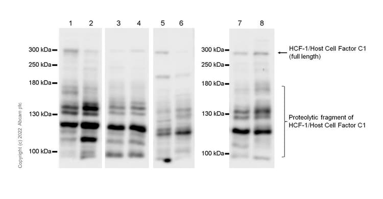Anti-HCF-1 / Host Cell Factor C1 antibody [EPR25290-18](AB289975)