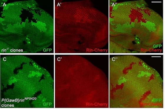 Anti-mCherry antibody [1C51](AB125096)