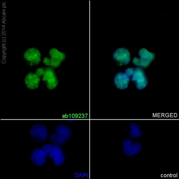 Anti-YY1 antibody [EPR4652] - BSA and Azide free(AB232573)