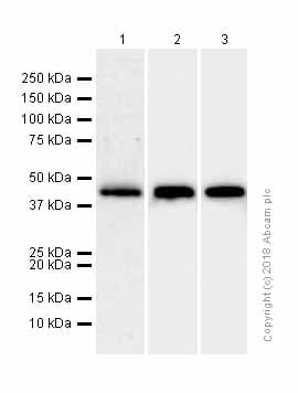 Creatine Kinase B Type Antibody Epr3926 Ab108388  Western Blot Img18016