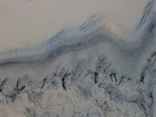 Anti-Tyrosine Hydroxylase antibody(AB137721)