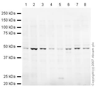 Anti-TSG101 antibody(AB30871)