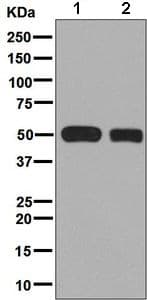 Cyp2c19 Antibody Epr6576 Ab137015  Western Blot Img64096