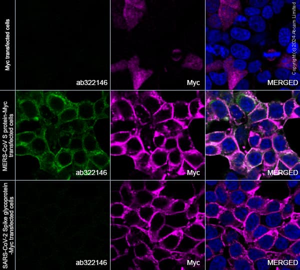 Anti-Myc tag antibody(AB9106)