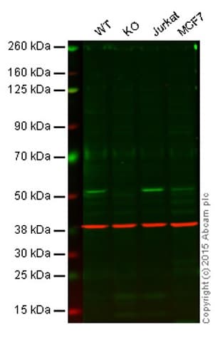 Ptp1b Antibody Epr18362 Bsa And Azide Free Ab232050  Western Blot Img7175