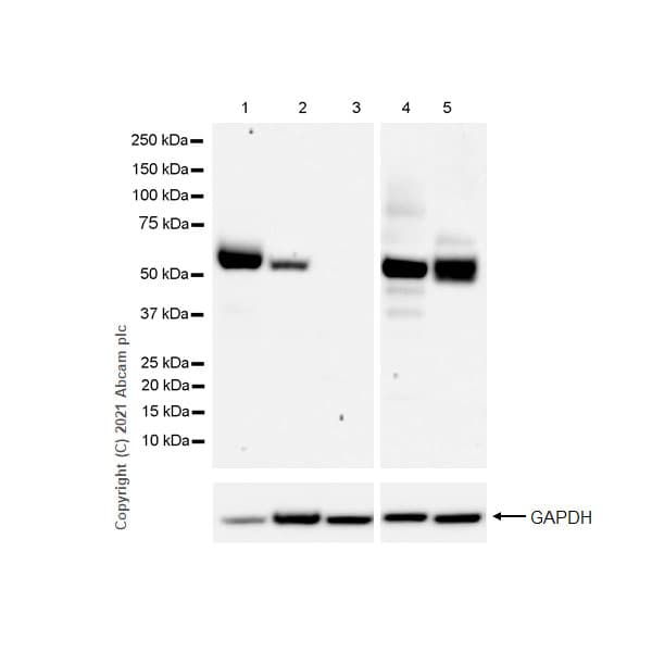 Anti-CD4 antibody [RM1013](AB288724)