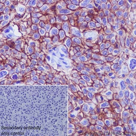 Aquaporin 3 Antibody Epr19932 Ab215853  Immunohistochemistry Formalin Pfa Fixed Paraffin Embedded Sections Img109542