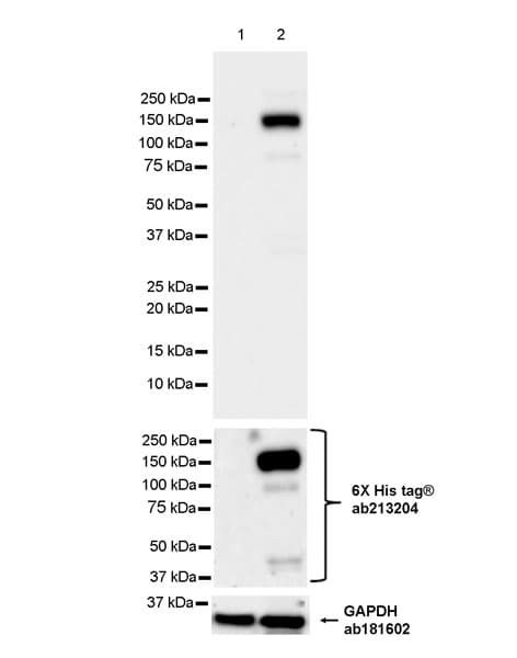 Anti-NFkB Inducing Kinase NIK antibody [EPR26101-23] - BSA and Azide free(AB314147)