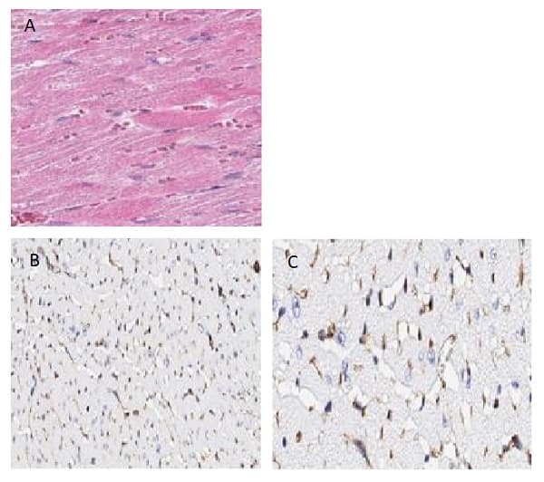 Anti-Connexin 43 / GJA1 antibody(AB235282)