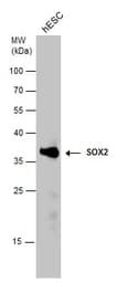 Anti-SOX2 antibody(AB137385)