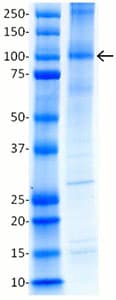 Recombinant Human HIF-1 alpha protein(AB154478)