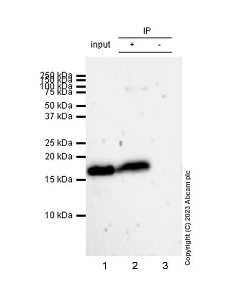 Anti-CDKN2A/p16INK4a antibody [EPR20418](AB211542)