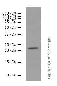 Goat Anti-Rabbit IgG H&L (HRP)(AB97051)