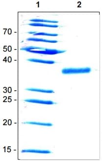 Recombinant Human Wnt3a protein (His tag)(AB204763)