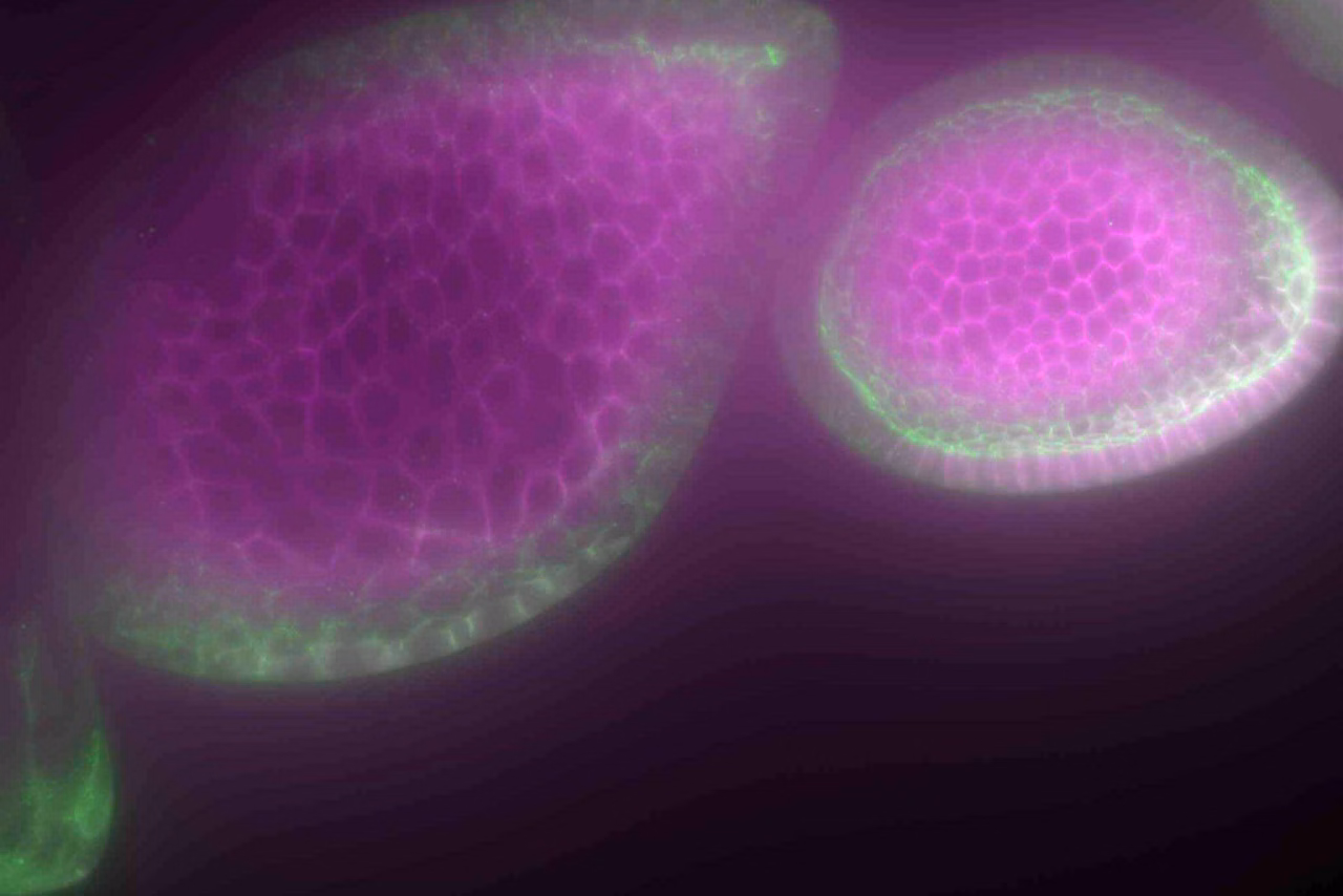 THUNDER Imager 3D Cell Culture Drosophila Follicles Mark App Note Image 1 Kid21776106