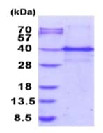Ab187464  Sds Page Img90535