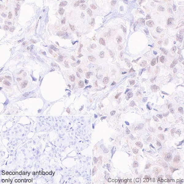 Anti-MLH1 antibody [EPR20741](AB229191)