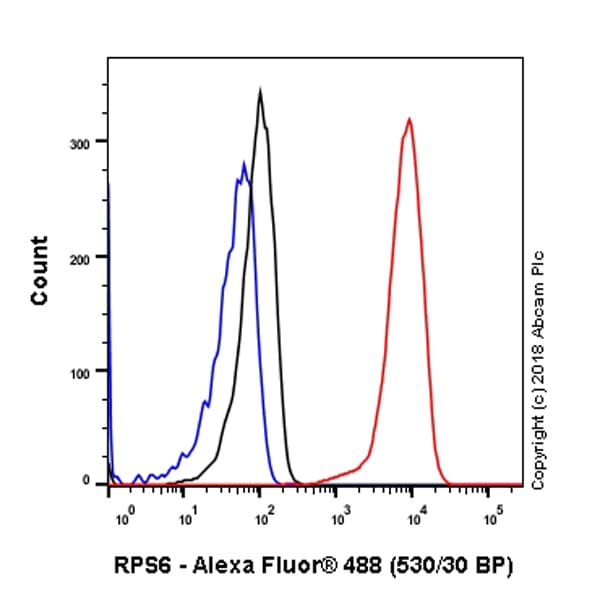 Anti-RPS6 antibody [EPR22168] - Ribosome Marker(AB225676)